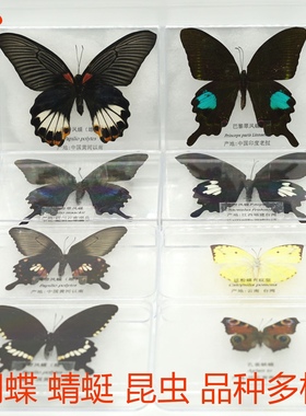 蝴蝶标本天然真蝴蝶昆虫标本拍摄道具 DIV学生教学认知展翅盒子装