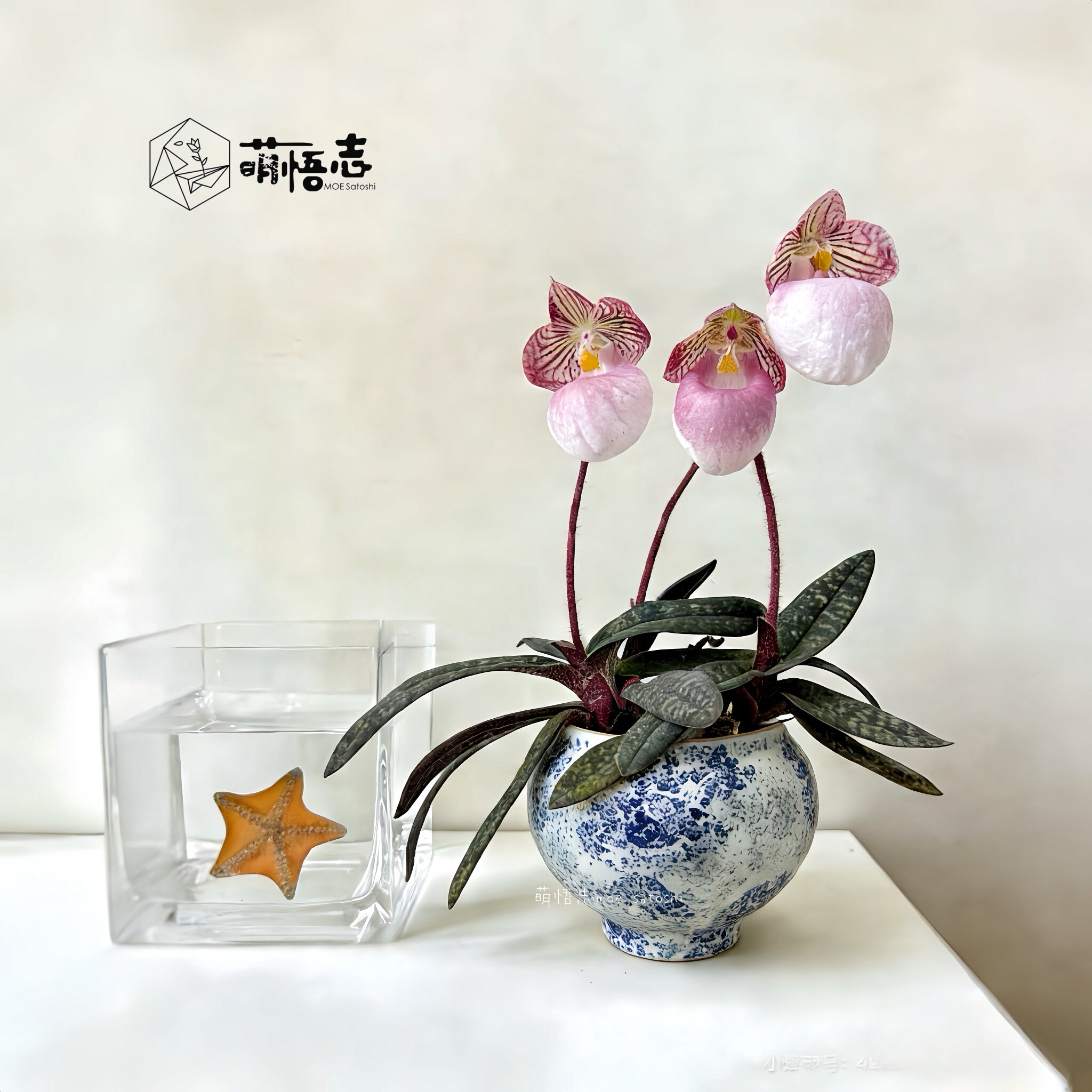 渐变色仿古禅意大口径陶瓷花盆桌面小盆栽客厅阳台高脚蝴蝶兰专用