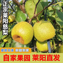 正宗山东莱阳梨慈梨新鲜茬梨非砀山梨非秋月梨薄皮丑脆甜慈梨礼盒