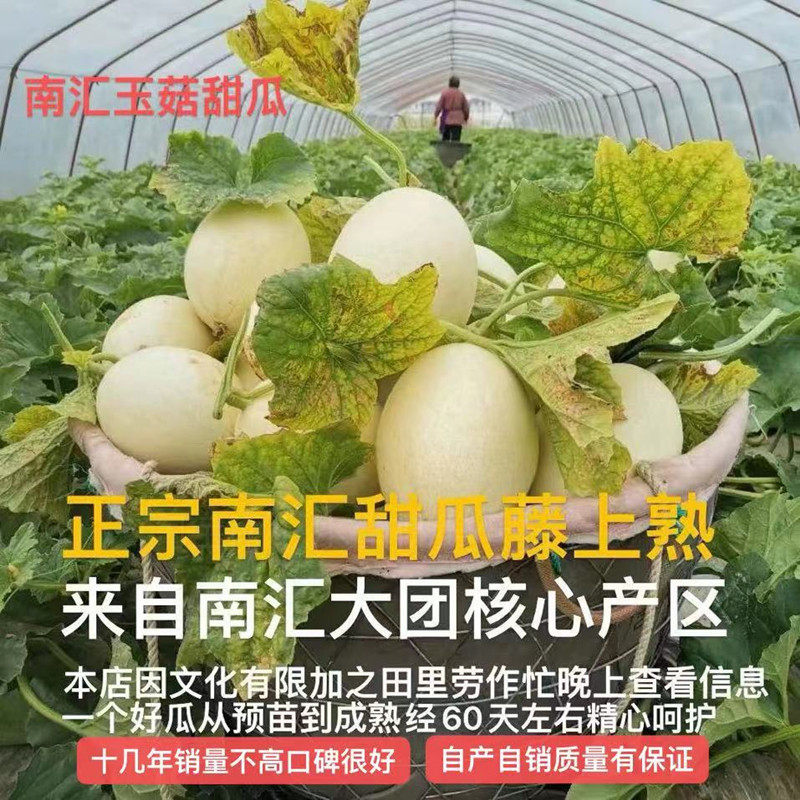 超甜糯上海南汇玉菇甜瓜10斤当季新鲜水果冰淇淋蜜瓜香瓜青皮绿肉