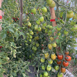 南汇盐碱地种植自然熟现摘现发当季新鲜迷彩小番茄圣女果小西红柿