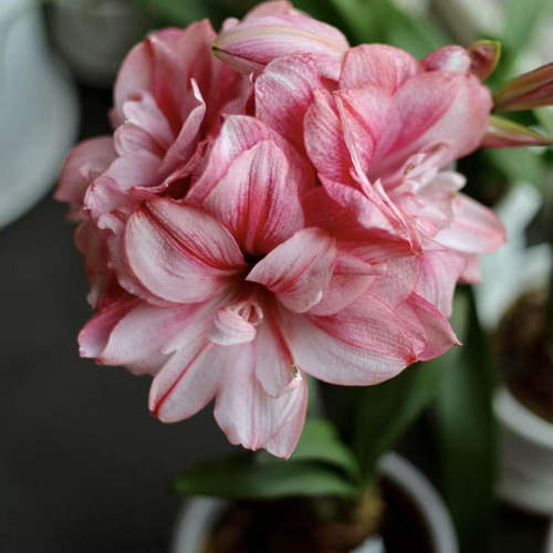悠暖花开进口【秘鲁朱顶红：蒂卡梦幻】种球球根阳台花卉植物