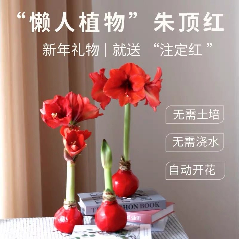 进口朱顶红种球无需水土养护简单