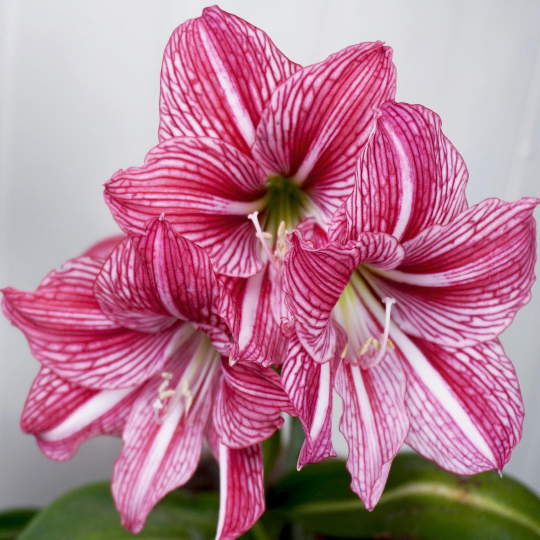 【悠暖花开】朱顶红白肋合集多年生球根植物开花稀有九月玫瑰线