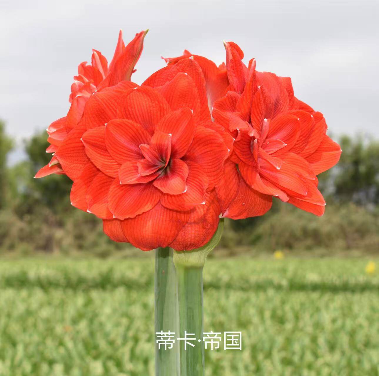 悠暖花开 秘鲁朱朱顶红蒂卡帝国大花茎