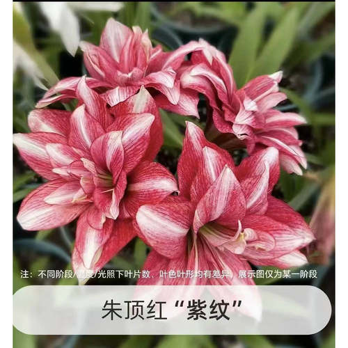 悠暖花开重瓣朱顶红种球