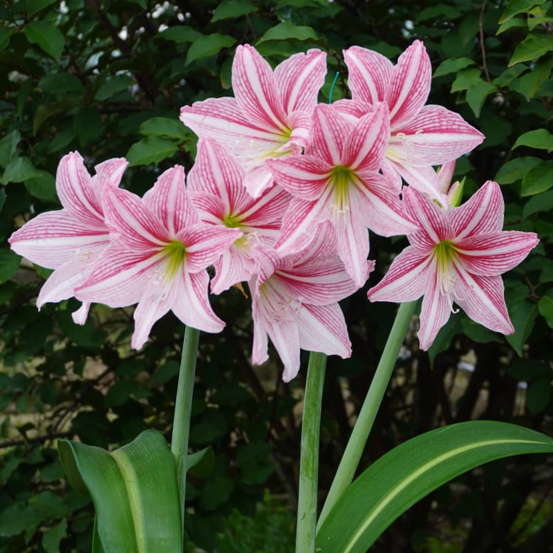 悠暖花开多季节开花土白肋