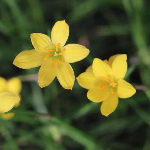 直播间专拍 【C黄】悠暖花开 风雨兰种球