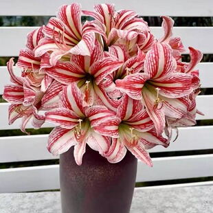 悠暖花开【绯色珊瑚】路风自育朱顶红 白肋淡香 多年生种球植物