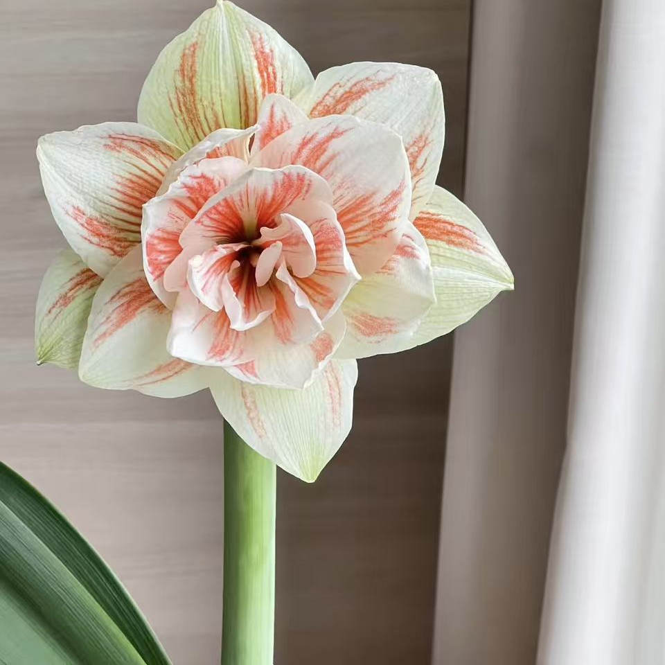 悠暖花开进口【秘鲁朱顶红：仙女/妮芙】种球球根阳台花卉植物