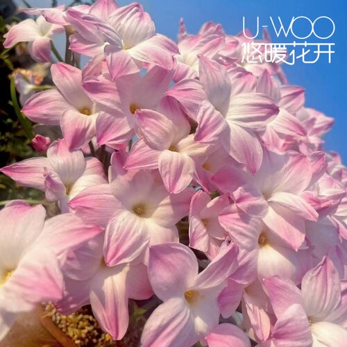 悠暖花开 风雨兰种球 球根植物阳台 多年生 胖丽丽、C黄 、萝卜丝