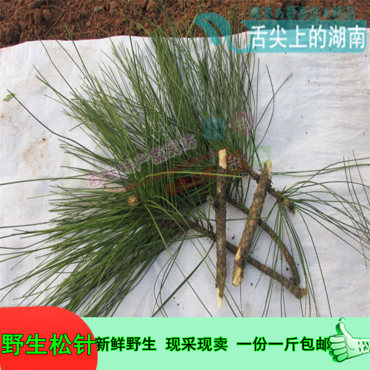 新鲜松针马尾松针红松针茶贵州非五针鲜油松针叶酵素中药中药