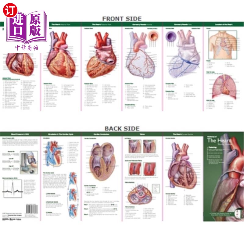 海外直订Anatomical Chart Company's Illustrated Pocket Anatomy: Anatomy of the Heart Stud 解剖图表公司的图解口袋解剖