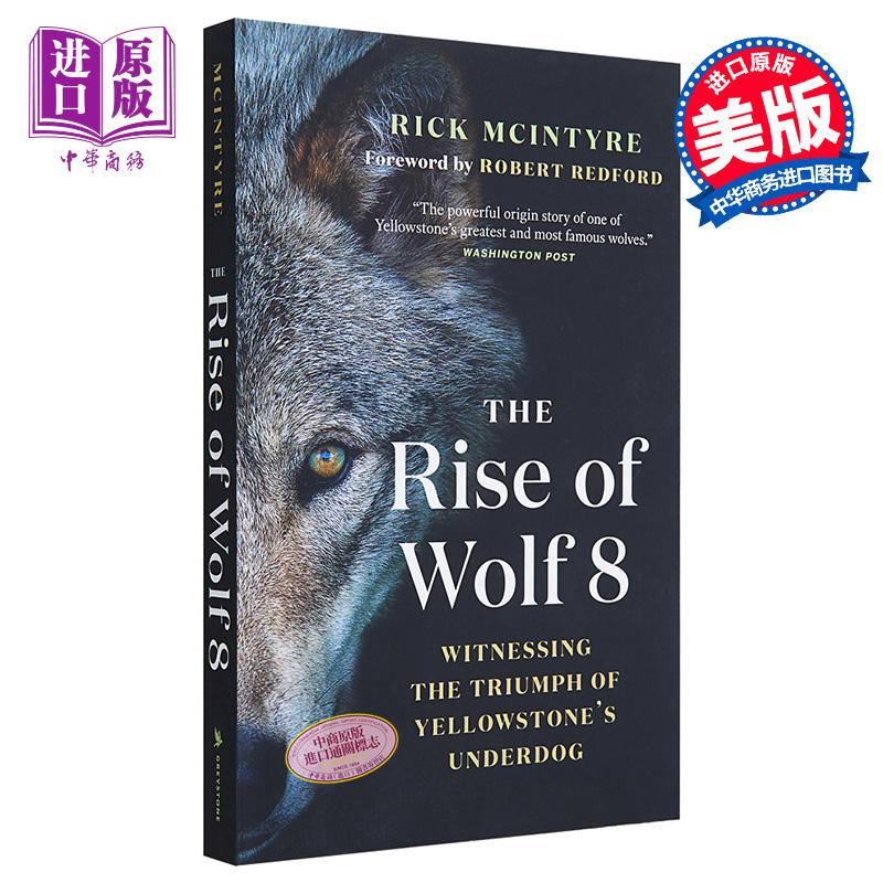 The Rise of Wolf 8 Witnessing the Triumph of Yellowstones Underdog 英文原版 狼8的崛起 Rick McIntyre 【中商原版】