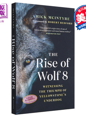 The Rise of Wolf 8 Witnessing the Triumph of Yellowstones Underdog 英文原版 狼8的崛起 Rick McIntyre 【中商原版】