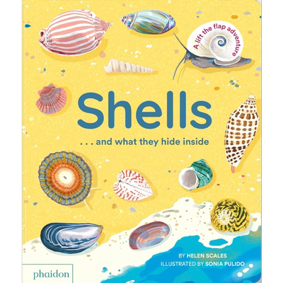 贝壳背后的秘密英文原版纸板书