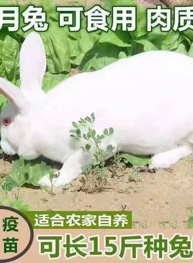 小兔子活物肉兔活体大型家兔