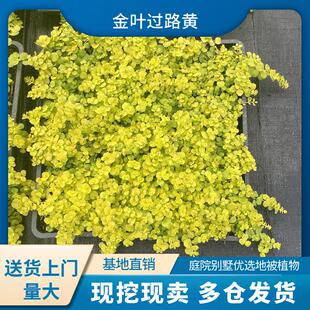 金叶过路黄草皮四季常绿宿根耐寒好养耐旱寒屋顶隔热花境庭院造型