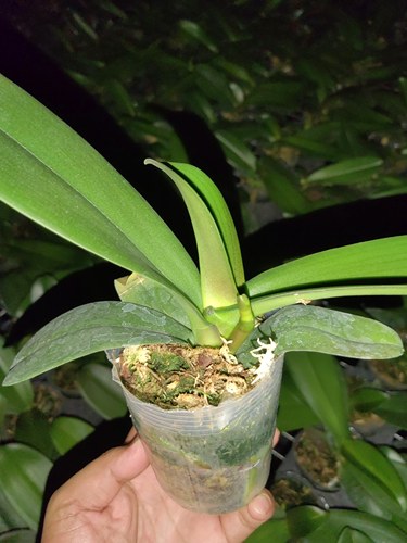 蝴蝶兰花剑苗2.8寸杯中苗不带花苞室内精美花卉基地直发包邮 好养