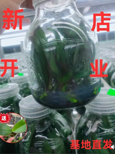 开花一瓶11颗易养活室内盆栽脱毒苗植物基地直销 蝴蝶兰组培苗四季