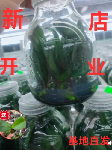 蝴蝶兰组培苗四季好养一瓶11颗易养活室内盆栽脱毒苗植物基地直销