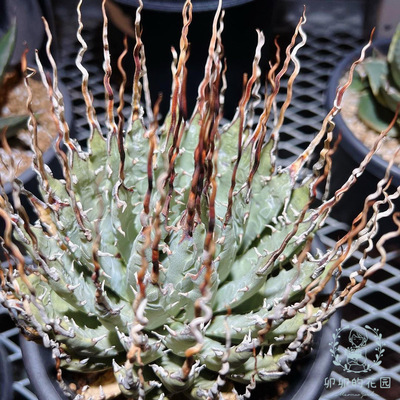 卯卯的花园曲刺妖炎Eb种子