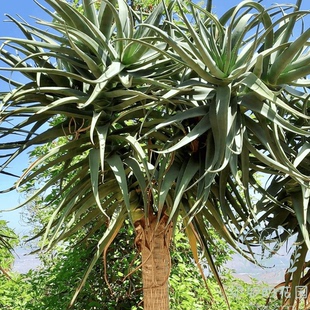 barberae 卯卯 花园 大树芦荟 新鲜饱满 Aloe 南非 稀有 种子