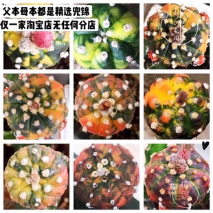 卯卯的花园 兜锦种子 Astrophytum 新鲜采收多肉 仙人球 植物盆栽
