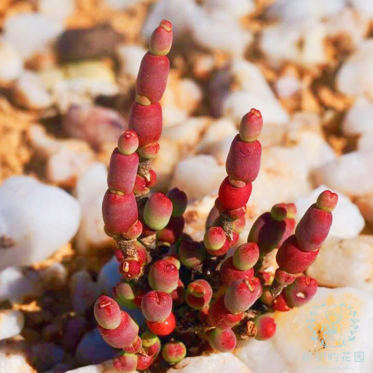 卯卯的花园糖葫芦银节柱种子