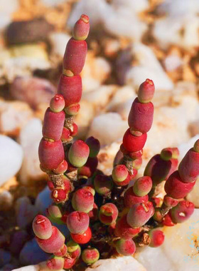 卯卯的花园 糖葫芦 银节柱属 种子 psilocaulon dinteri 非常稀有