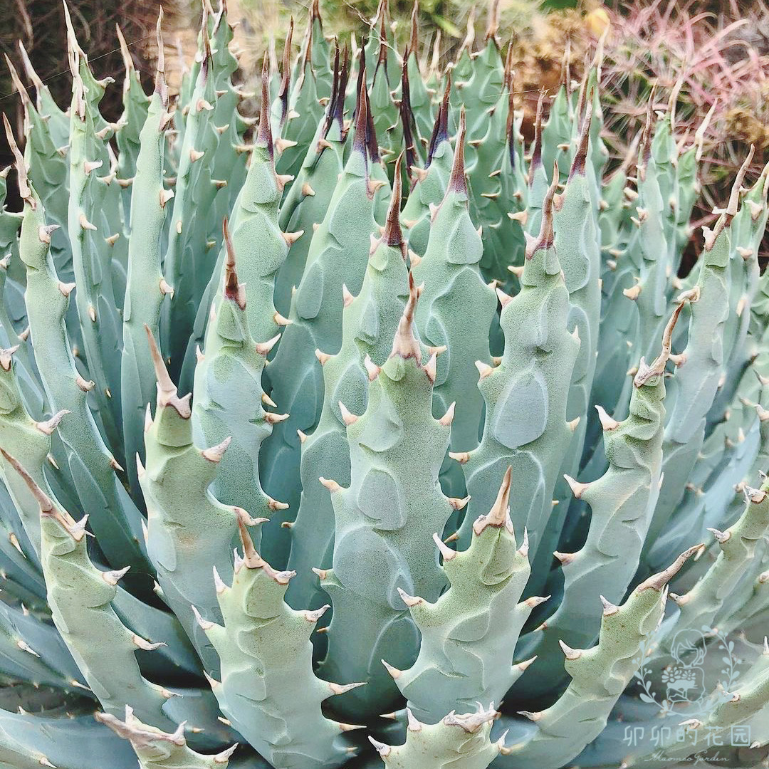 内华达妖炎龙舌兰种子 卯卯的花园 Agave utahensis