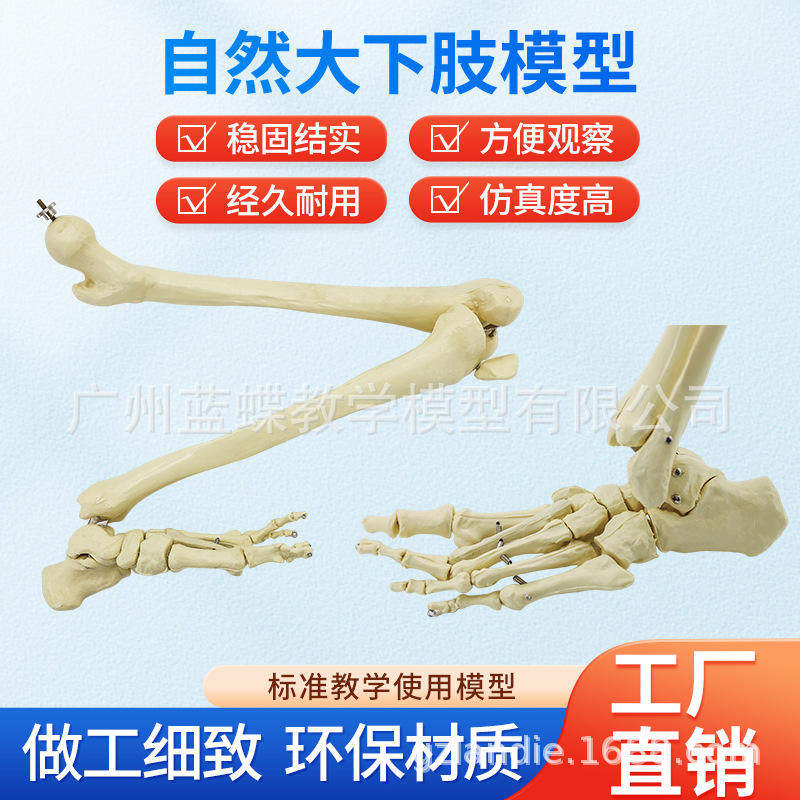 人体全腿骨骼模型股骨胫骨骨盆骨骼关节下肢骨架关节教学