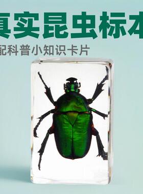 3#蜘蛛昆虫标本透明树脂手工蝴蝶金龟蝎子科普摆件真实滴胶品