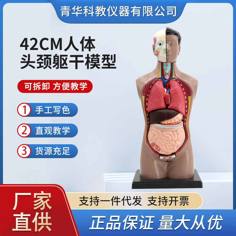 玩具42人体躯干解剖模型器官可拆卸医学教学心脏内脏模型青华