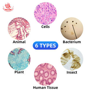 细胞生物学实验永久切片10种显微镜染色取材新鲜经典标本教学玻片