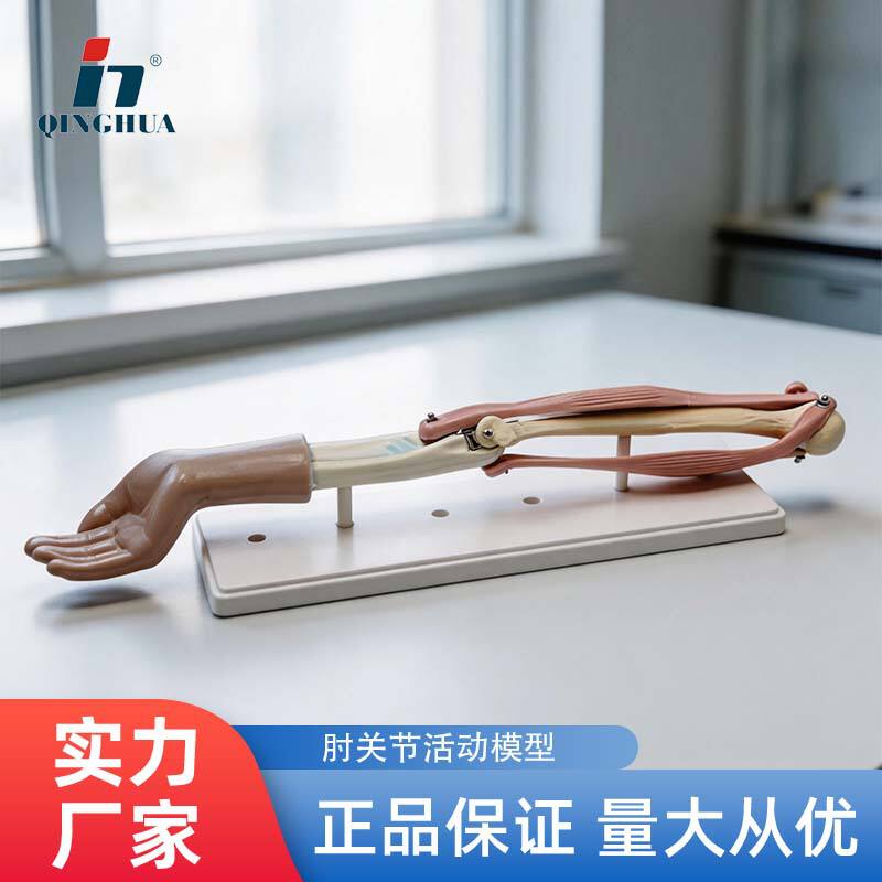 33220肘关节活动生物初中高中科教生物模型仪器演示教师