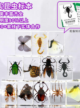 千年虫树脂滴胶昆虫博物馆甲虫蝎子动物琥珀标本品礼品手工