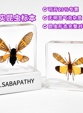 旅游昆虫标本跨境热卖蝴蝶标本树脂品真实纪念品摆件创意礼物