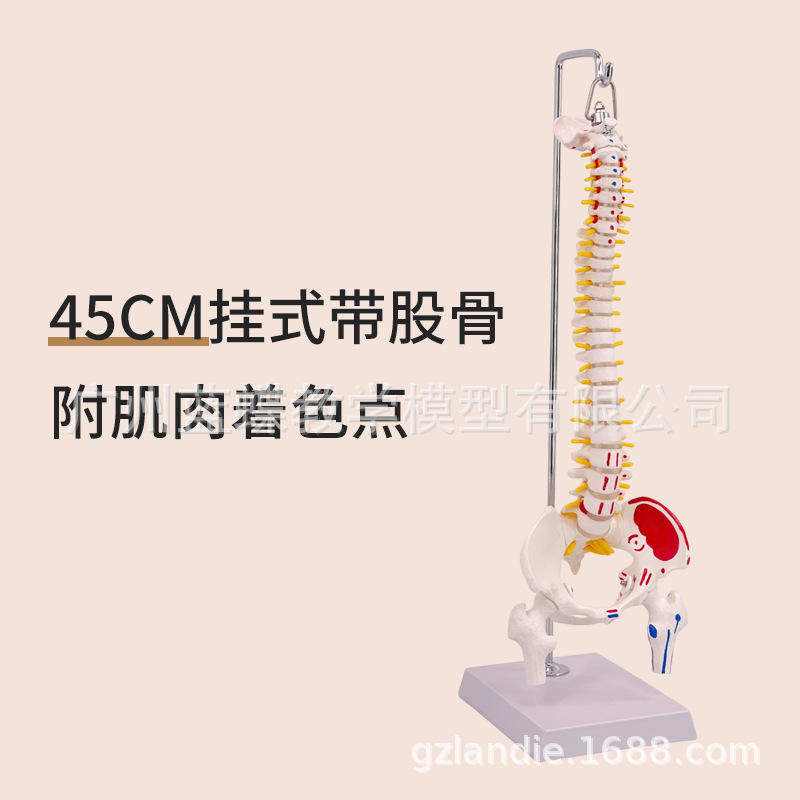 挂式人体脊柱模型45CM脊椎腰椎颈椎正骨骨盆股骨肌肉着色起止点