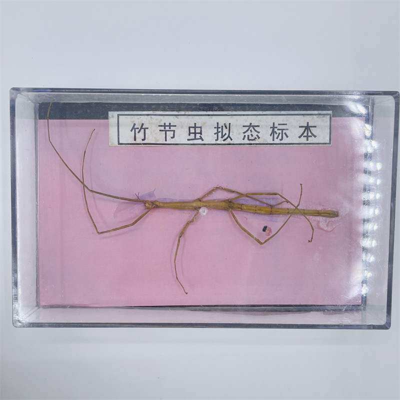 j43103竹节虫拟态标本初高中生物教学用科教仪器实验器材