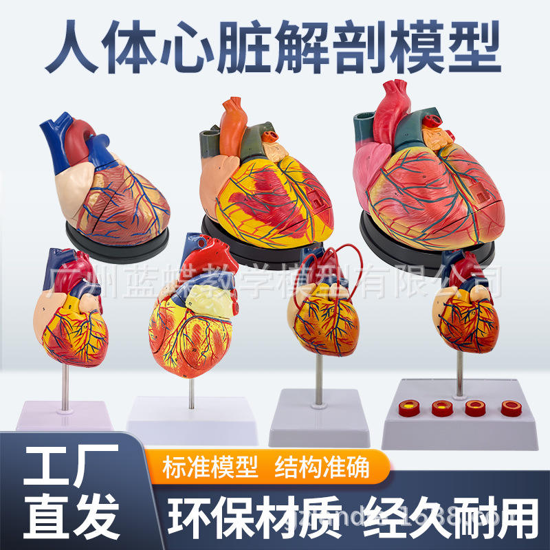 1:1自然模型解剖人体B超彩超模型人体拆卸医学心脏大模型教学