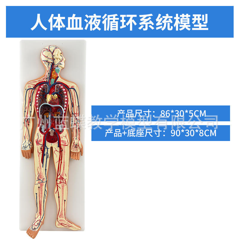 医学人体血液循环系统模型内脏器官心脏血管动脉神经系统解剖教具