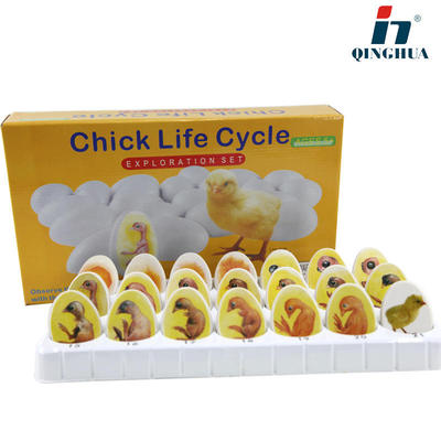 青华QH3227-27模型生活史鸡胚胎成长动物玩具蛋壳礼物小鸡