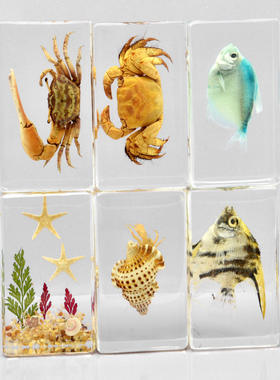 滴胶透明巴西龟螃蟹海洋小摆件货源标本赠品水晶商务礼品现代简约