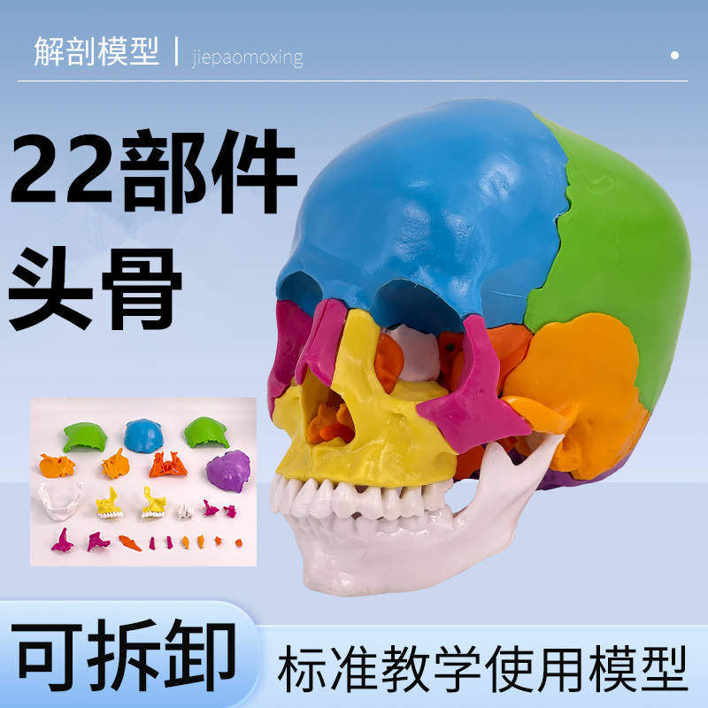 彩色可分解头颅骨教学颅插件可拆分22部分头骨模型插件医学头骨