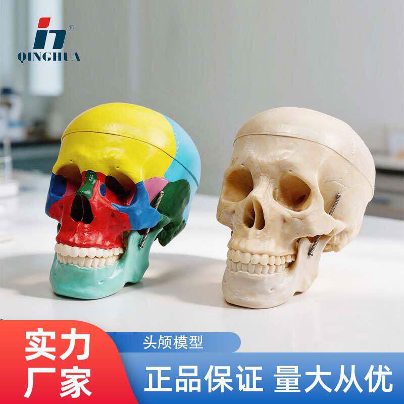 青华人体模型头骨医用可拆仿真骷髅头解剖彩色教学科普头颅骨医用