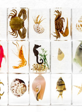 市集滴胶树脂海星海洋生物螃蟹科学海螺文创教具摆件品手工