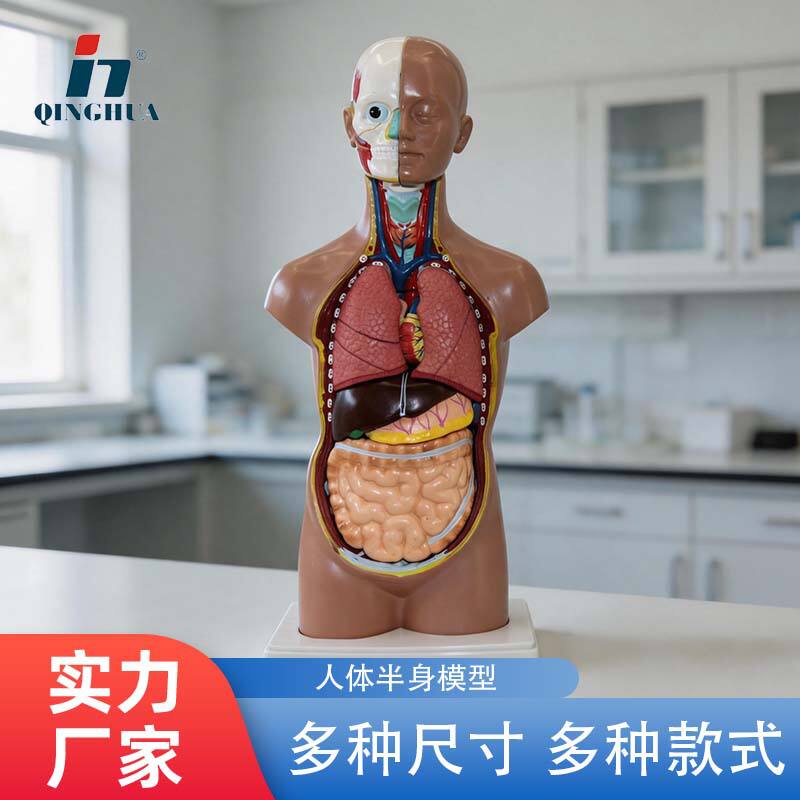 人体结构模型医学仿真内脏拼装器官3解剖可拆卸躯干儿童科教玩具