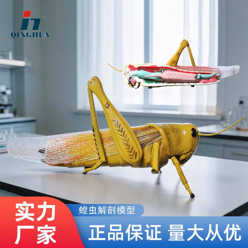 青华蝗虫解剖昆虫放大内部结构防真教学可拆卸医学教模型演示昆虫
