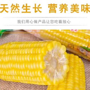 内蒙古河套乌兰布和沙漠甜糯玉米真空包装新鲜即食孕妇零食12棒